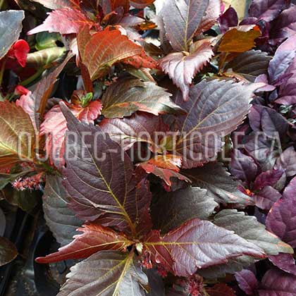 image de Acalypha wilkesiana Bronze Pink