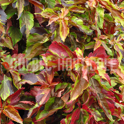 image de Acalypha wilkesiana Jungle Cloak