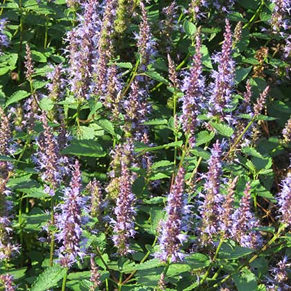 image de Agastache Astello Indigo