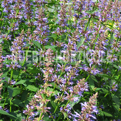 image de Agastache Purple Haze