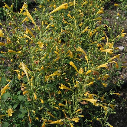 image de Agastache aurantiaca Sunset Yellow