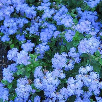 image de Ageratum houstonianum 