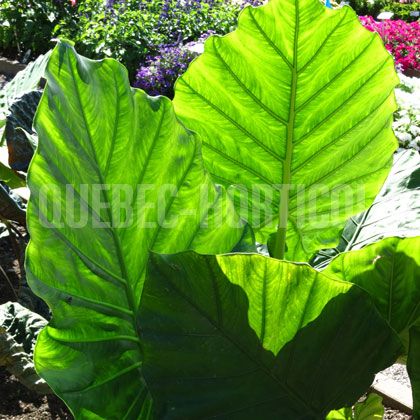 image de Alocasia Borneo King