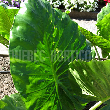 image de Alocasia Calidora