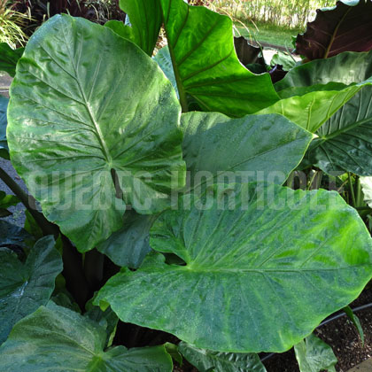 image de Alocasia Dark Star