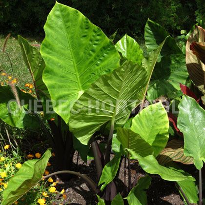 image de Alocasia Dark Star