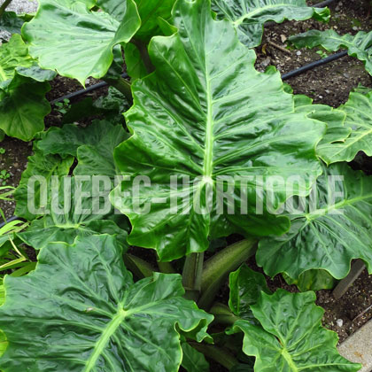 image de Alocasia Low Rider