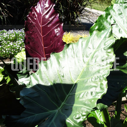 image de Alocasia Mayan Mask