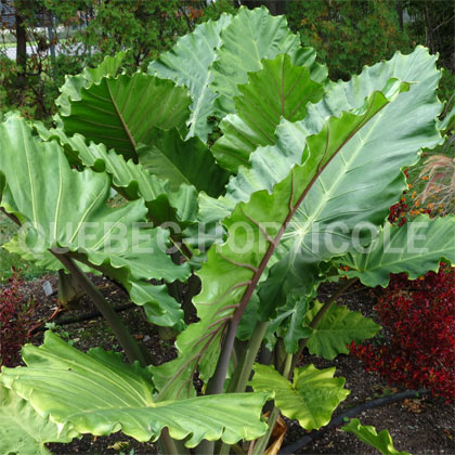 image de Alocasia Portora