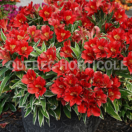 image de Alstroemeria Colorita® Katiana®