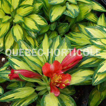 image de Alstroemeria Little Miss Zoe®