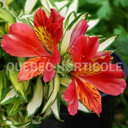 image de Alstroemeria Little Miss Zoe®