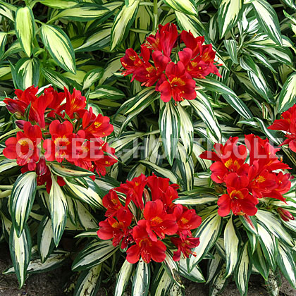 image de Alstroemeria Rock 'n' Roll®