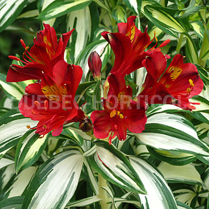 image de Alstroemeria Rock 'n' Roll®