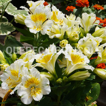 image de Alstroemeria Colorita® Yentl