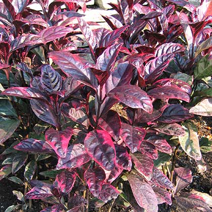 image de Alternanthera Brazilian Red Hots