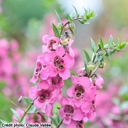 image de Angelonia angustifolia Carita™ Raspberry