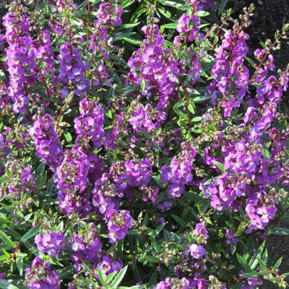 image de Angelonia angustifolia Serena® Mix