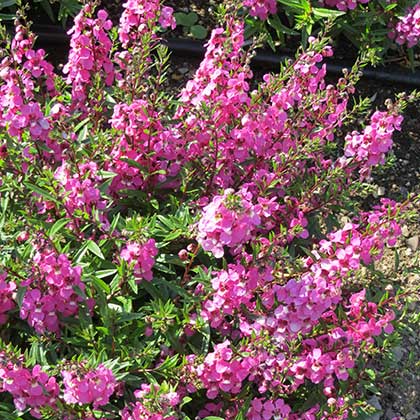 image de Angelonia angustifolia Serena® Mix