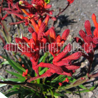 image de Anigozanthos Kanga Red