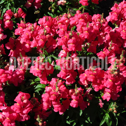 image de Antirrhinum Candy Tops