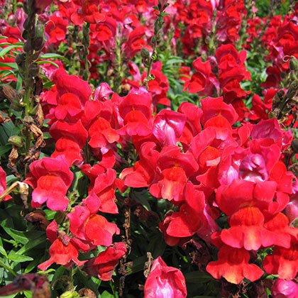 image de Antirrhinum majus Speedy Sonnet Crimson