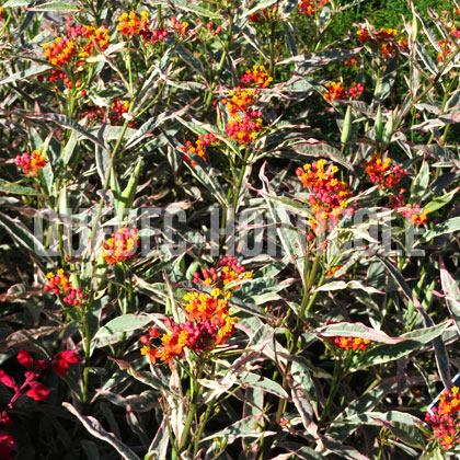 image de Asclepias currassavica Monarch Promise