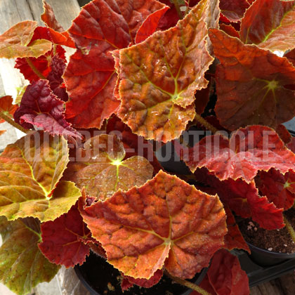 image de Begonia Autumn Ember