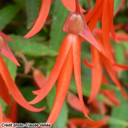 image de Begonia boliviensis Bonfire