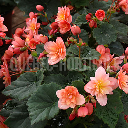 image de Begonia Cottage Salmon