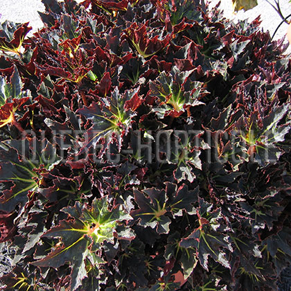 image de Begonia rex Dark Mambo