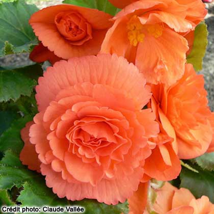 image de Begonia  Nonstop® Deep Salmon