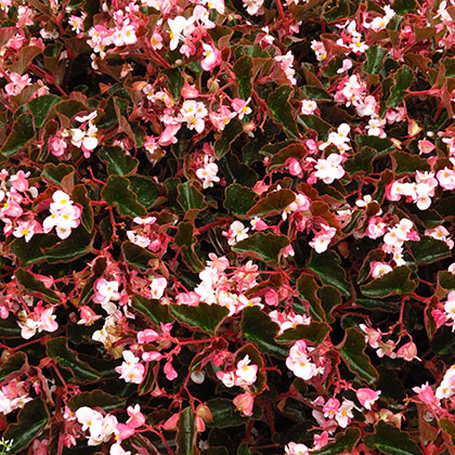 image de Begonia Ikon Bronze