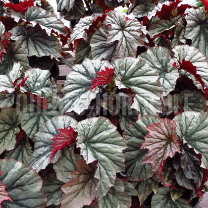 image de Begonia Looking Glass