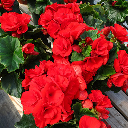 image de Begonia Red Baron