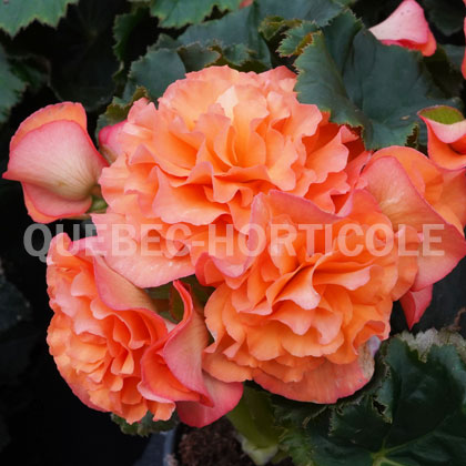 image de Begonia Solenia® Apricot