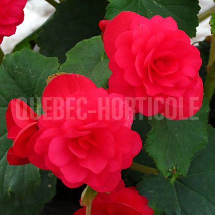 image de Begonia Solenia® Cherry