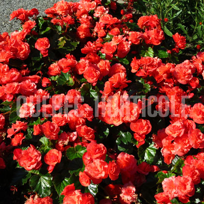 image de Begonia Solenia® Orange