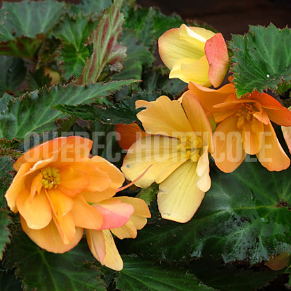 image de Begonia Unbelievable™ Lucky Strike