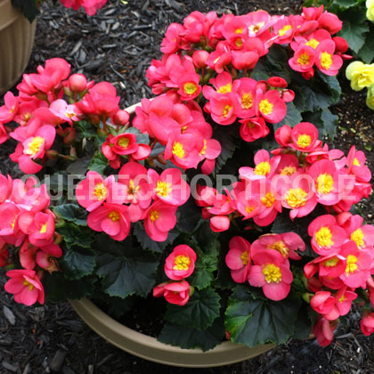 image de Begonia Valentino Pink®