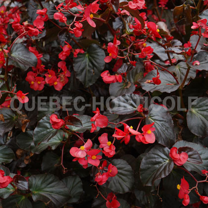 image de Begonia x hybrida Viking™ XL Red on Chocolate