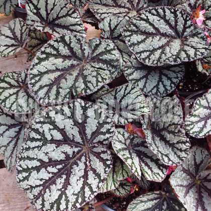 image de Begonia rex Fedor