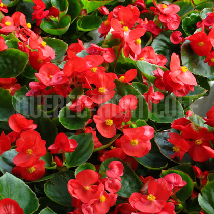 image de Begonia semperflorens 