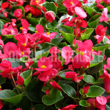 image de Begonia semperflorens 