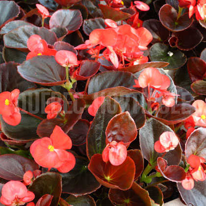 image de Begonia semperflorens 