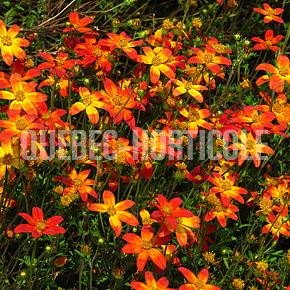 image de Bidens Campfire® Fireburst