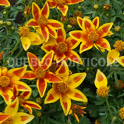 image de Bidens Stellar Orange Star