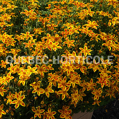 image de Bidens Stellar Orange Star