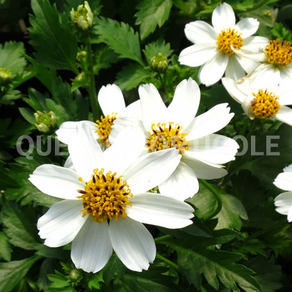 image de Bidens ferulifolia White Delight