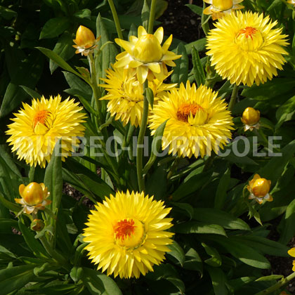 image de Xerochrysum bracteatum Granvia® Gold